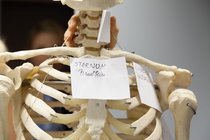 Anatomie: theoretischer Unterricht am Skelett