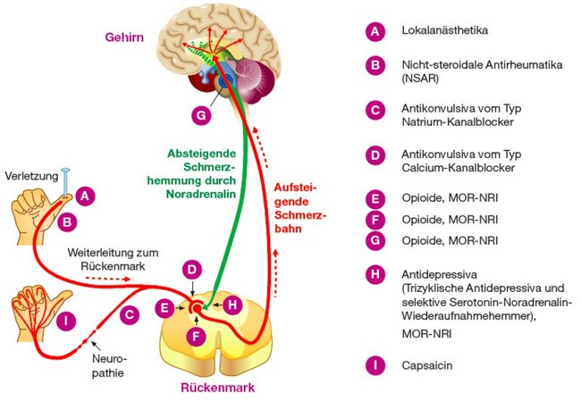 Pharmakotherapie: Hauptangriffspunkte von Schmerzmitteln