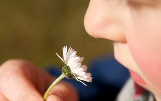 Kind riecht an Gänseblümchen