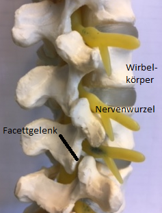 Endoskopische Facettendenervierung: Das sogenannte Facettgelenk ist die rückwärtige Verbindung der Wirbelkörper untereinander.